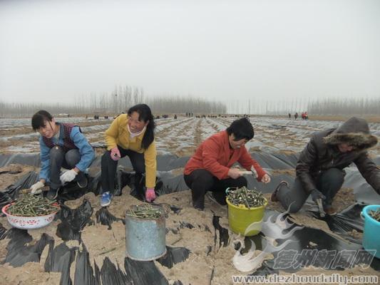 翟家镇竹柳种植户张兆征(右一)向记者介绍竹柳种植情况临邑县林业局