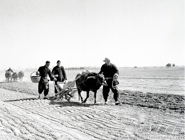 上世纪50年代,平原县董家乡农民联合起来播种棉花.